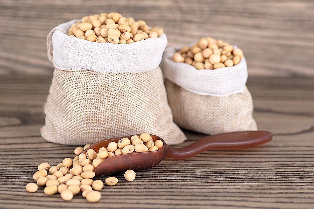 As the U.S. soybean harvest approaches, farmers warn of a dire scenario with zero orders from China, historically the largest buyer 
