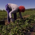 “Prices might skyrocket”: Trump’s own Labor Department admits immigration crackdown is creating a farm labor crisis