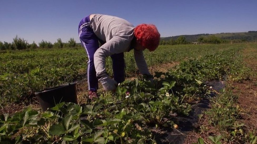 “Prices might skyrocket”: Trump’s own Labor Department admits immigration crackdown is creating a farm labor crisis