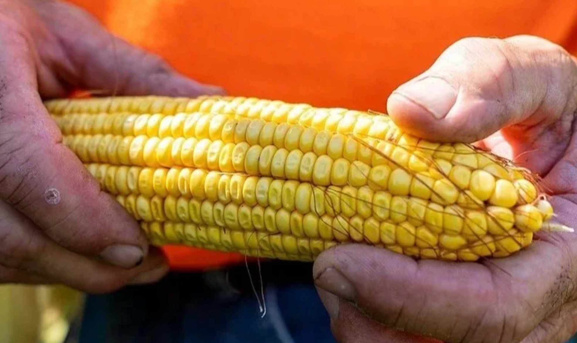 “What is happening to us?” Pro-Trump farmers say Trump’s policies are crushing them, tariffs are killing their farms, and groceries cost more than ever