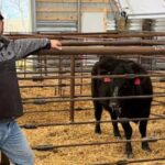 “Dear president, we aren’t happy”: proud Trump rancher loses his entire year’s profit after Trump sides with corporate meatpackers