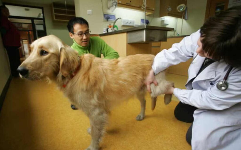 Woman takes the IRS to court, arguing pets deserve the same tax treatment as dependents