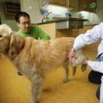 Woman takes the IRS to court, arguing pets deserve the same tax treatment as dependents