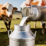 More than 60 people following RFK Jr.’s advice are sick from drinking raw milk in Idaho in past two weeks, Officials say
